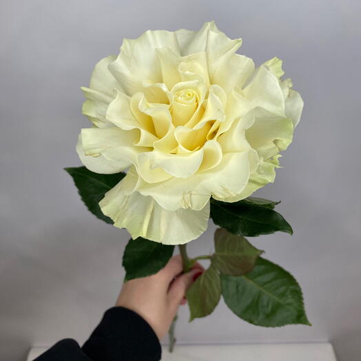 Ажурная белая Роза