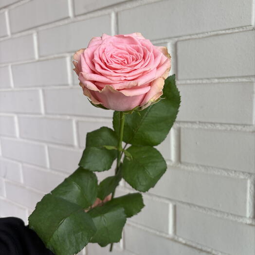 🌸Роза из питомника