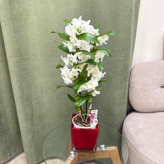Dendrobium nobile