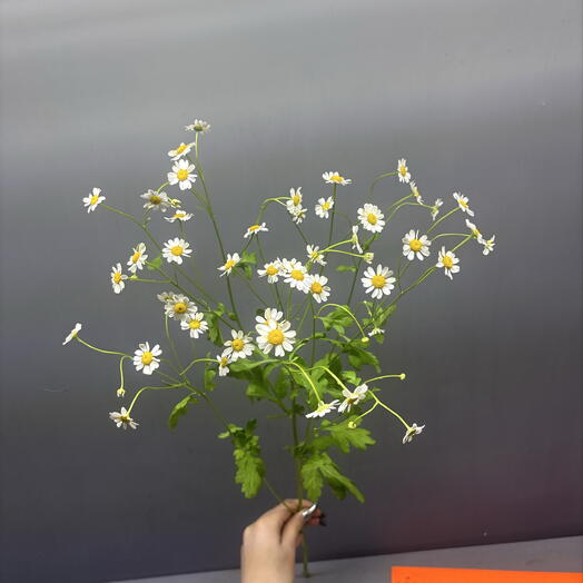 Tanacetum manzanilla