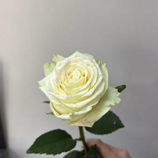 Роза Канделайт