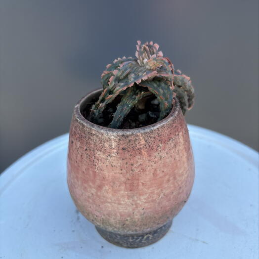 Aloe Red Star в керамике