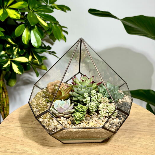 Florarium drop "New"