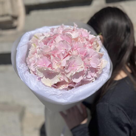 Нежная голландская гортензия в лаконичной упаковке🤍