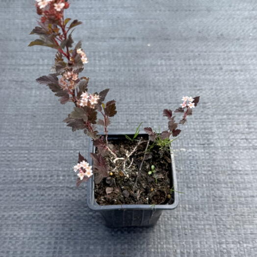 Пузыреплодник калинолистный "Литтл Джокер"