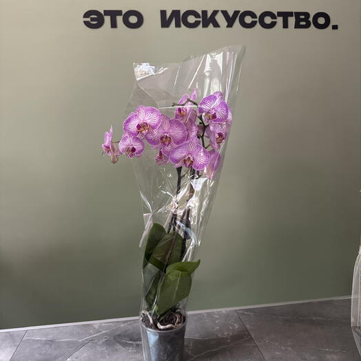 Орхидея фиолетово тигровая Премиум