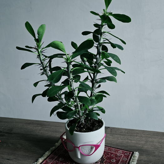 Молочай блестящий