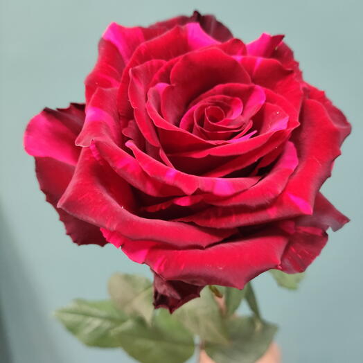 🌹🌹🌹Роза Эквадор премиум красная