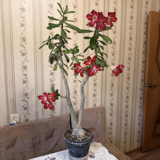 Адениум суккулент