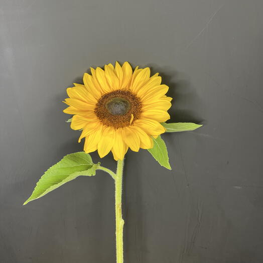 Подсолнух 🌻 цветок 13 см высота 80 см