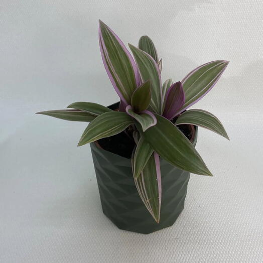 Традесканция Ситара / Tradescantia spathacea Sitara