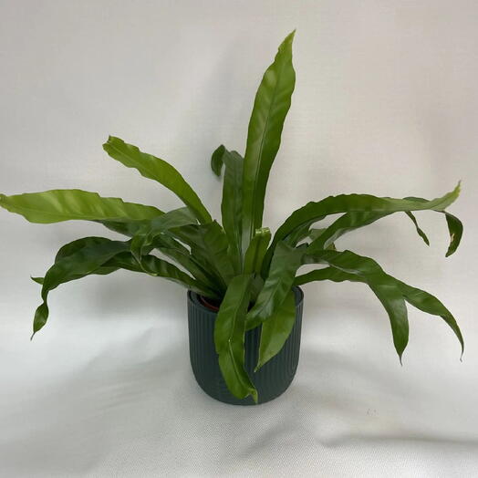 Папоротник Асплениум /Asplenium