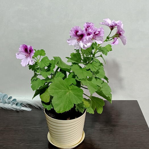 Комнатное растение Пеларгония Aristo Lavender ,герань королевская