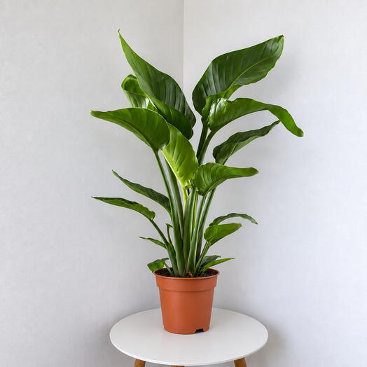 Strelitzia Nicolai