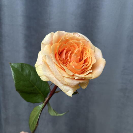 Персиковая Пионовидная роза сорта Фелисити🧡