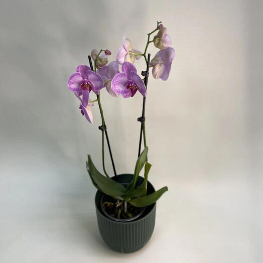 Орхидея Фаленопсис (Phalaenopsis) с двумя стволиками