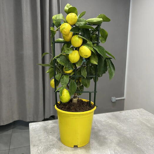 Комнатное лимонное дерево(Citrus limon)