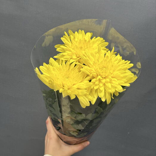 Хризантема в горшке желтая 💛