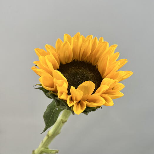 Подсолнух