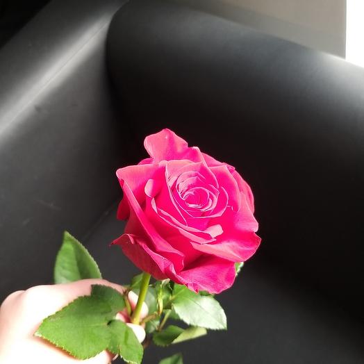 Rosa Freedom