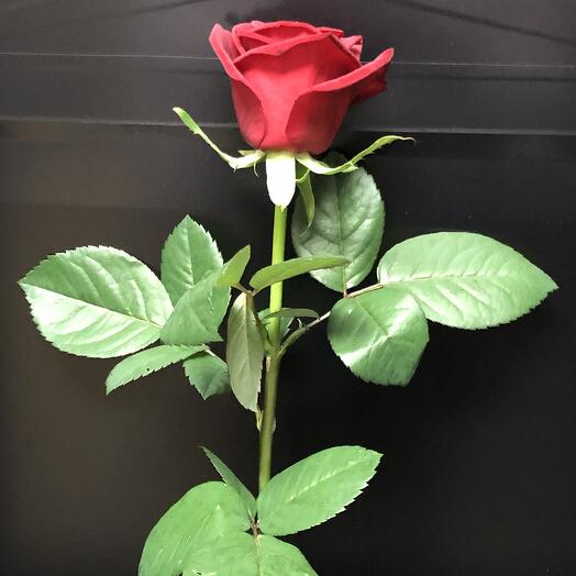 Rosa 60cm