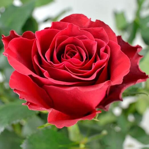 Rose red naomi