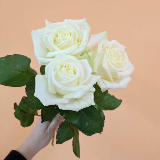 3 rosas blancas