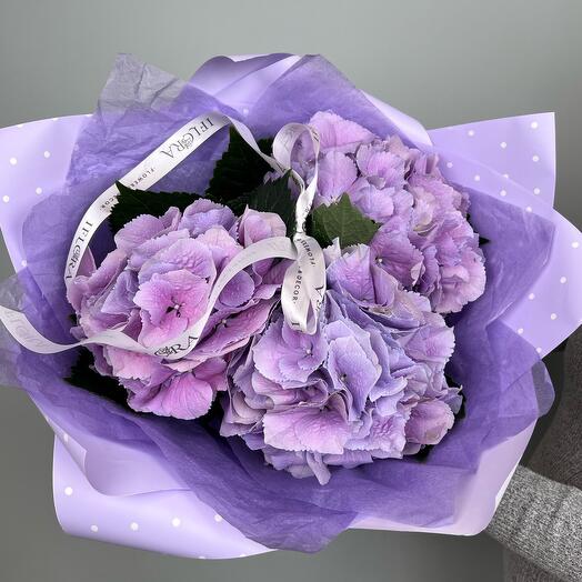 Lavender hydrangeas