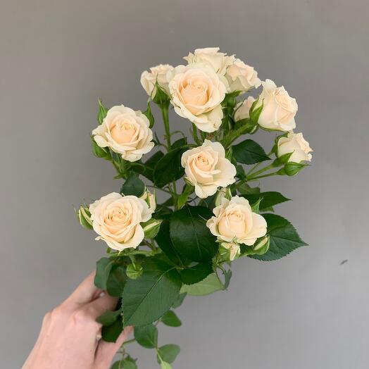 Bush rose