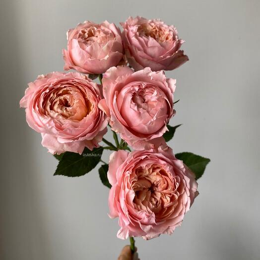 Arbusto rosa peonía Julieta 60 cm