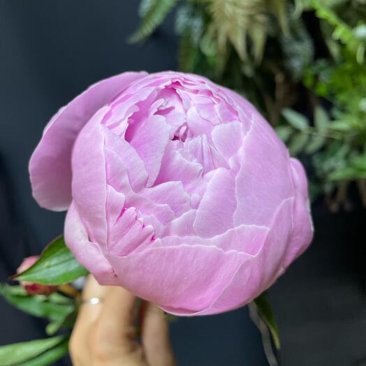 Пион Сара Бернар🌸