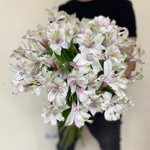 Alstroemeria