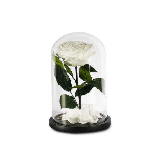 WhitePreserved Roses in a Glass Dome Single