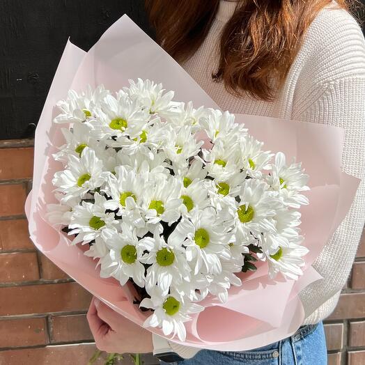 Chrysanthemum chamomile