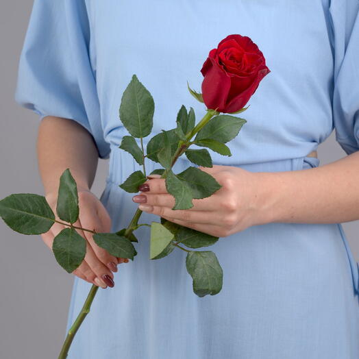 Burgundy Rose Explorer