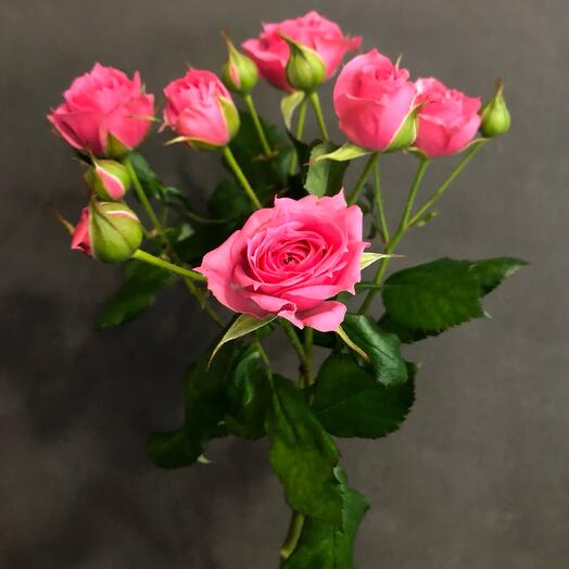 Роза кустовая «Pink Dimensions»