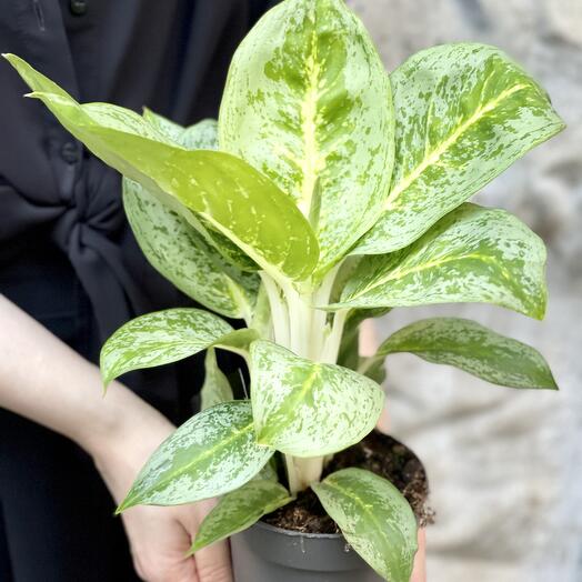 Аглаонема Лемон Минт (Aglaonema Lemon Mint) D12см