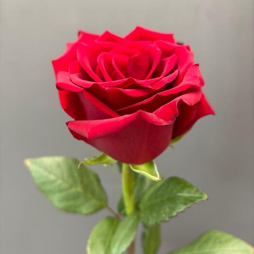 Rosa,, Explotador,, 80cm