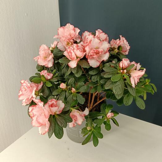 Азалия нежно-розовая