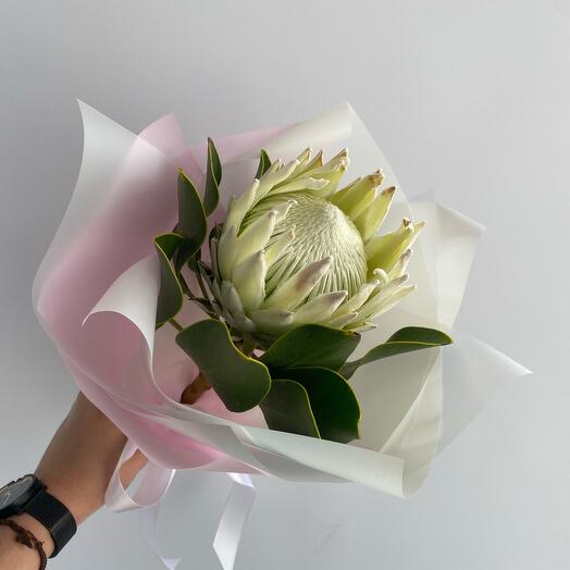 Protea real blanca