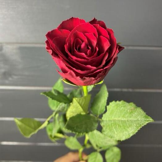 Rosa Kenia 50 cm