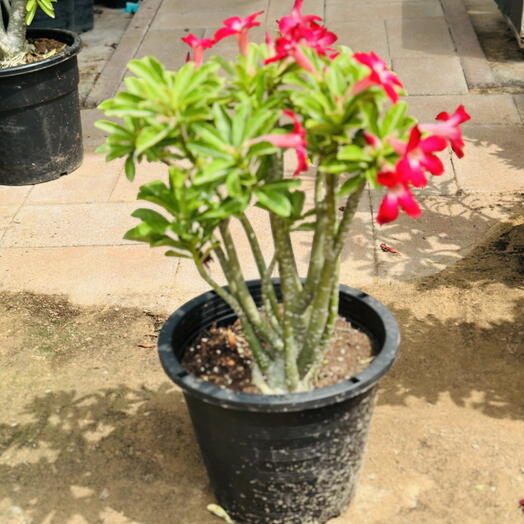 Adenium Obesum (Desert Rose), Small