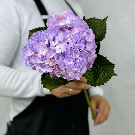 Гортензия Лавандовая (Колумбия)