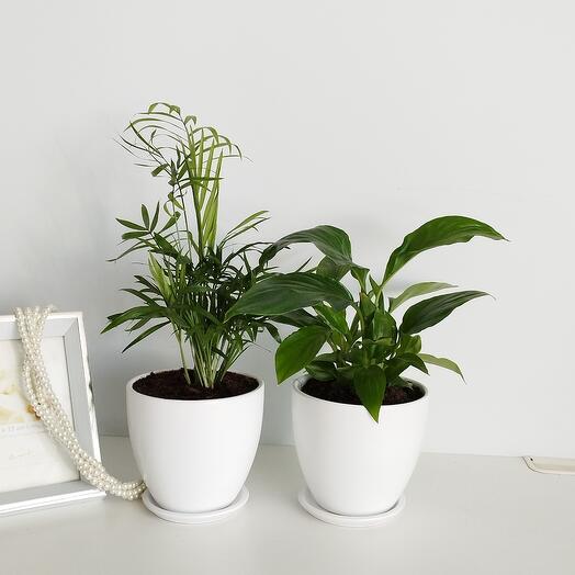 Спатифиллум и хамедорея в керамике