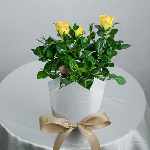 Yellow Rose in a Pot