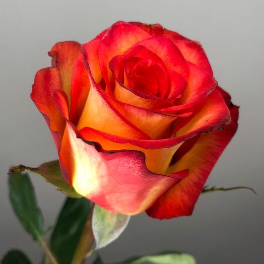 Rose Ecuador