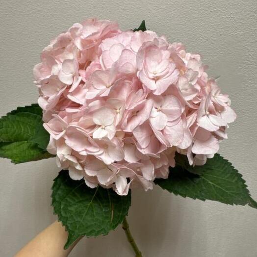 La Rose 