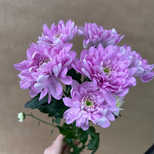Chrysanthemum bush