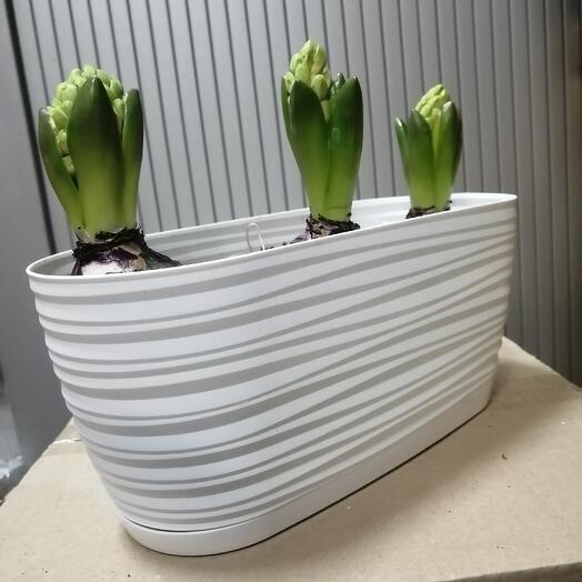 3 гиацинта в кашпо Сахара