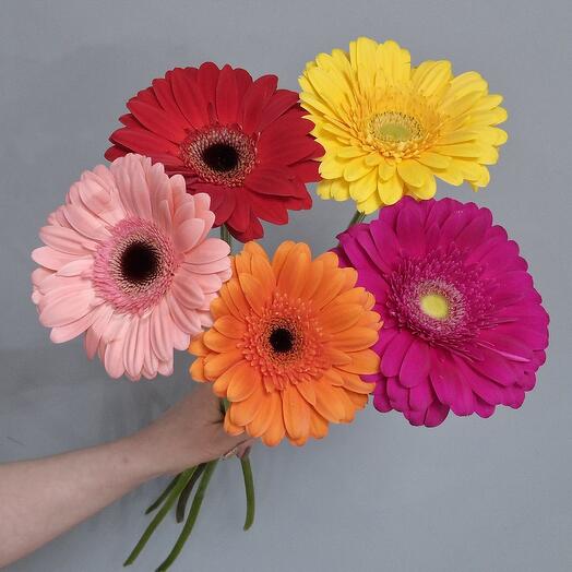 5 гербер под ленту